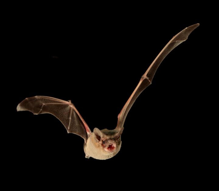 Brazilian Free-Tailed Bat