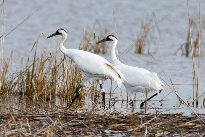 Whooping cranes in Kansas