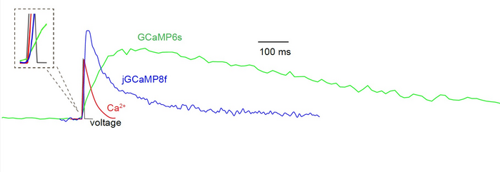 Schematic representation of changes during action potential