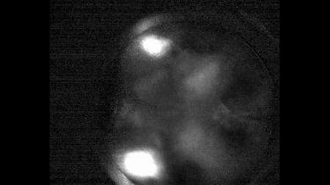 Neural Processing Across Mouse Cortex