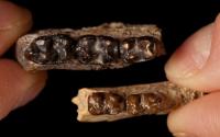 <I>Sifrhippus</I> Teeth at Its Largest Size Compared with Teeth of Same Species After Size Shrank
