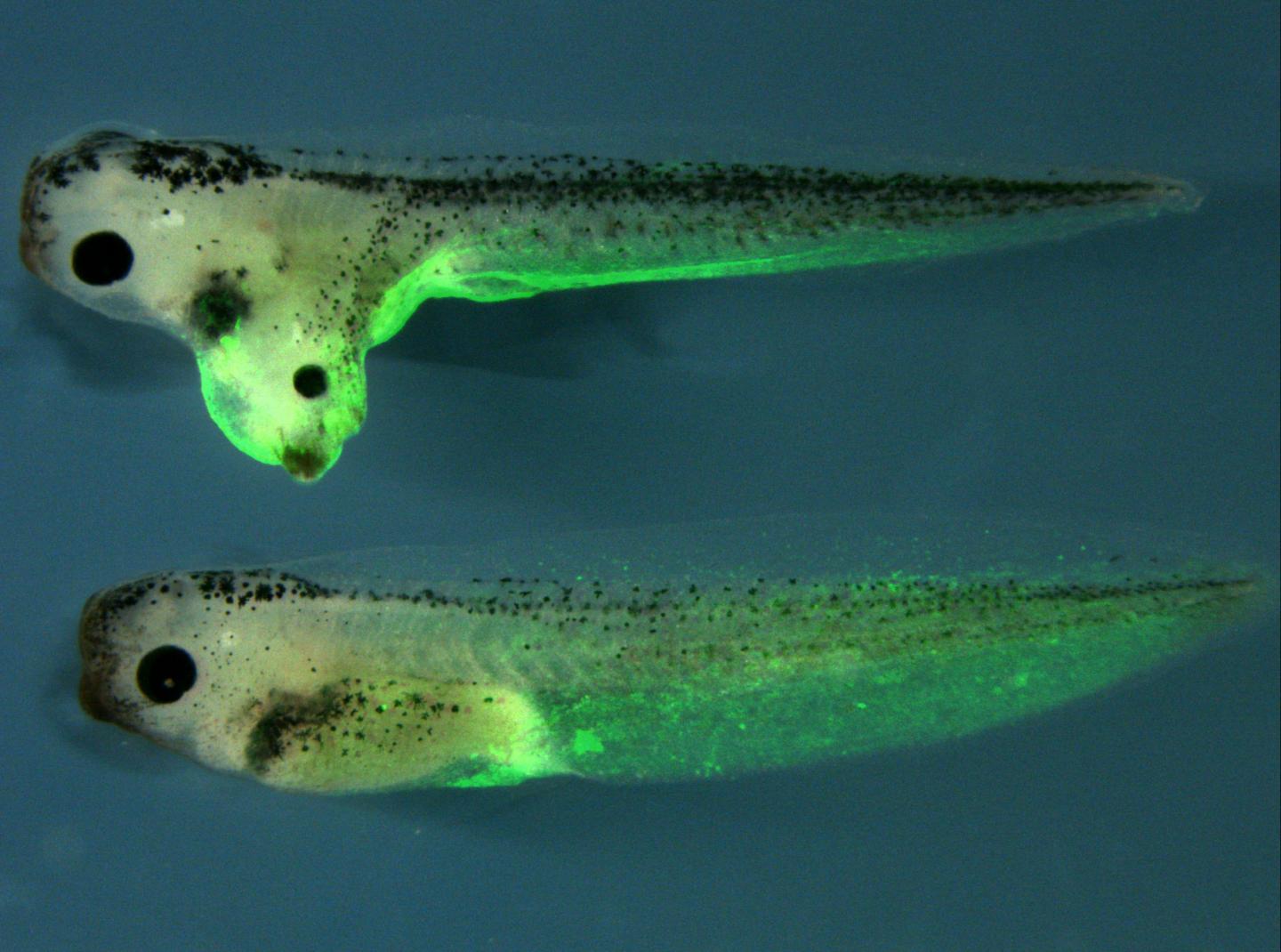 Tadpoles of African Clawed Frogs under Fluorescence