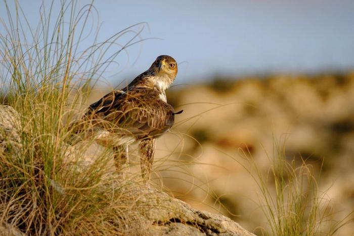 Bonelli’s eagles (Aquila fasciata)