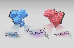 Three-dimensional structures of two target proteins