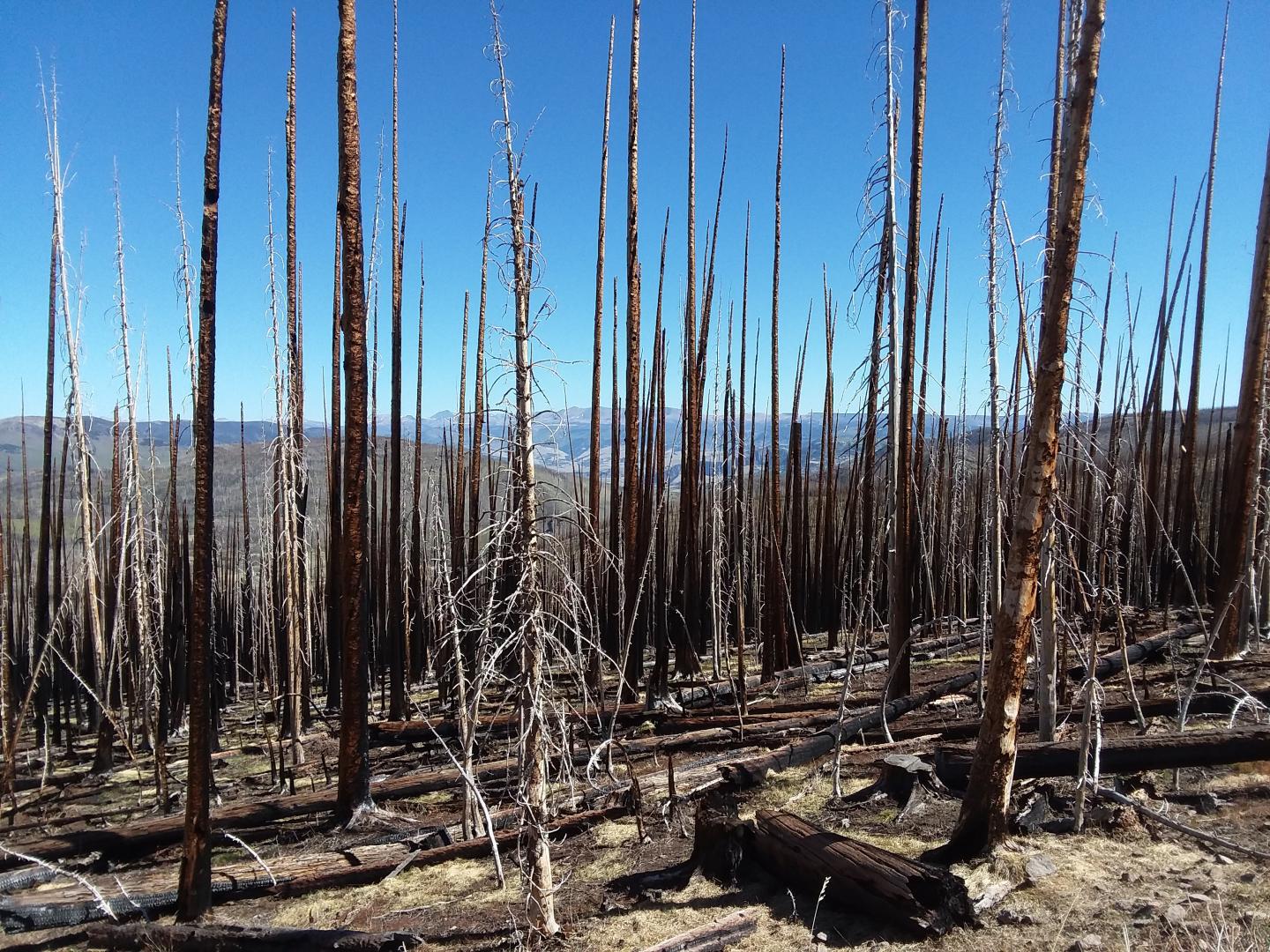 The Effects of Wildfires and Spruce Beetle Outbreaks on Forest Temperatures