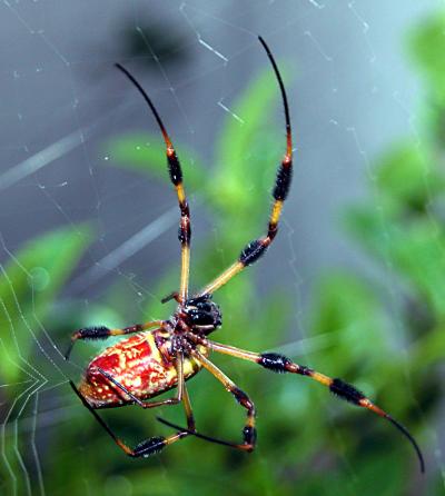 <I>Nephila clavipes</I>