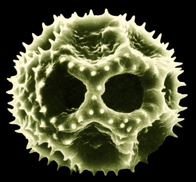 Pollen from Dandelion