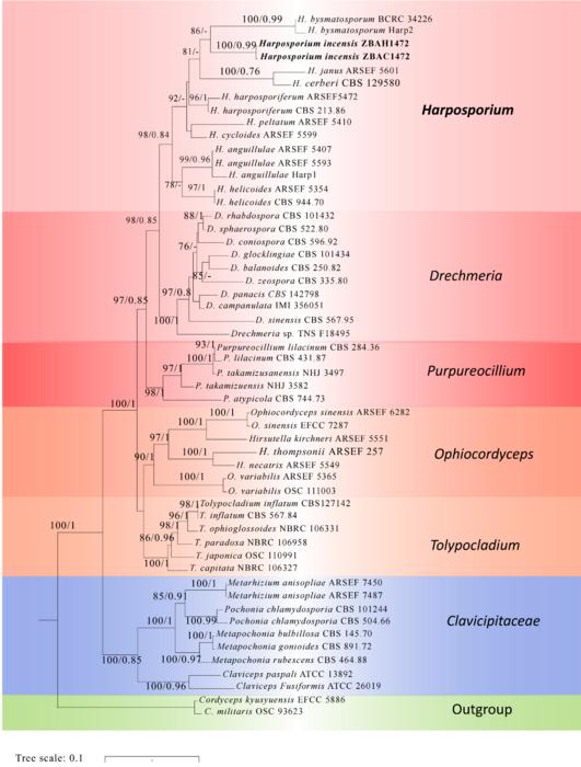 Figure 1. Phylogenetic relationships among Harposporium and related genera using ITS, SSU, LSU, EF-1α, RPB1 and RPB2 sequences.