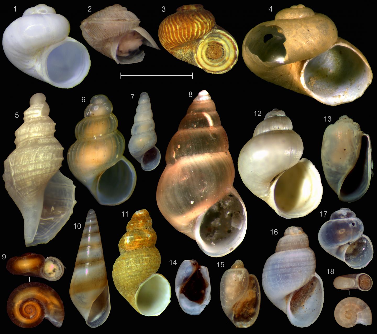 Microgastropods