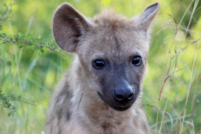 <i>Crocuta crocuta</i>