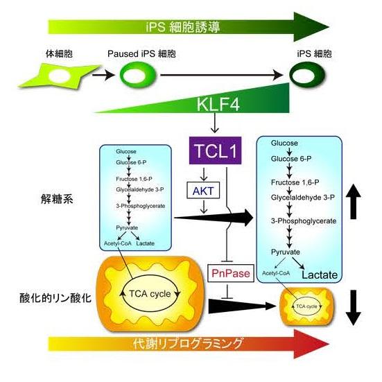 Stem Cell Reprogramming Factor Controls Change in Cellular Energy Generation