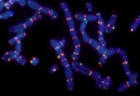 Picture of Fusing Chromosomes (2 of 3)