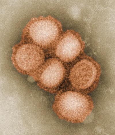 H1N1 Flu Virus