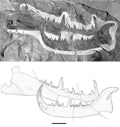 Photo and Sketch of Claw