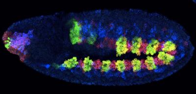 Ancestors of a Fruit Fly's Gut and Heart Muscles