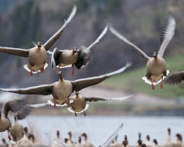Pink-footed geese taking off from the roost