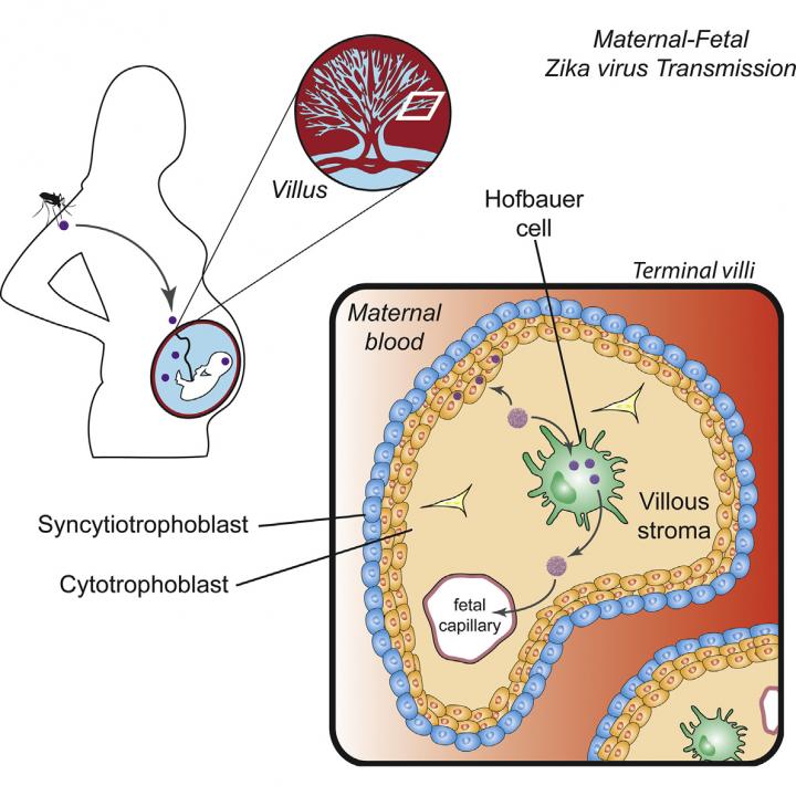 Zika in Macrophages and Cytotrophoblasts