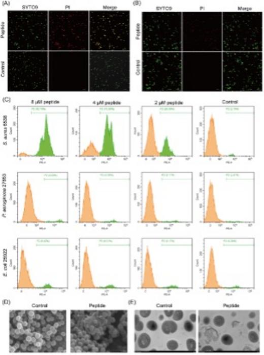 Effects of peptides on cell membrane integrity.