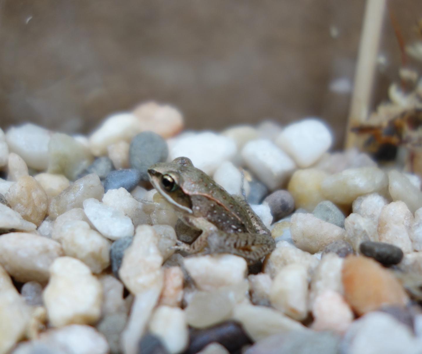 Wood Frog in Lab