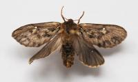 Thitarodes Moth
