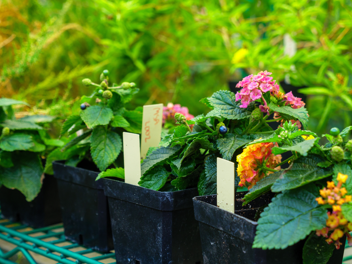 Lantana strigocamara