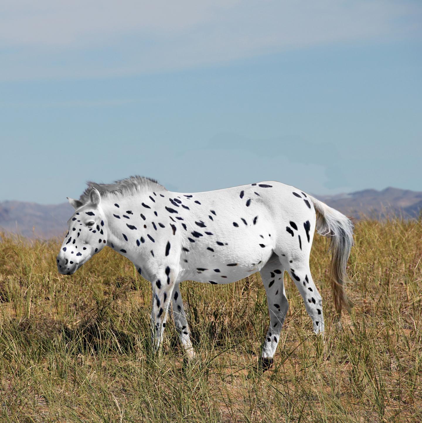 Reconstitution de chevaux de Botai basée sur l’étude génétique. 