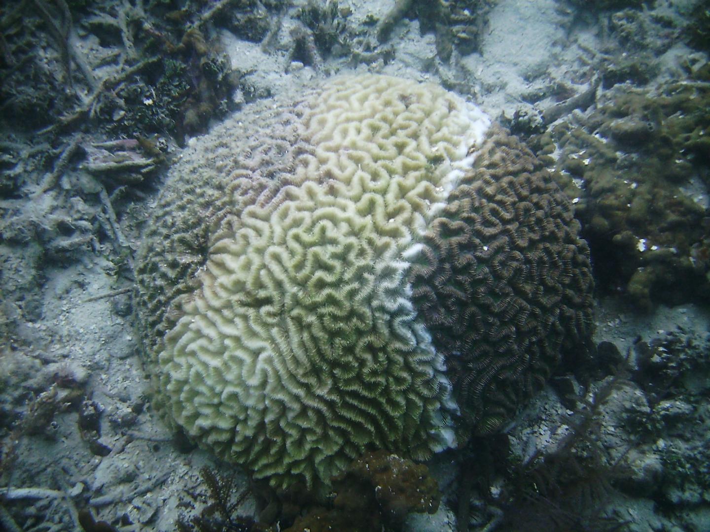 Large grooved brain coral (Colpophyllia natans), infected by Stony Coral Tissue Loss Disease