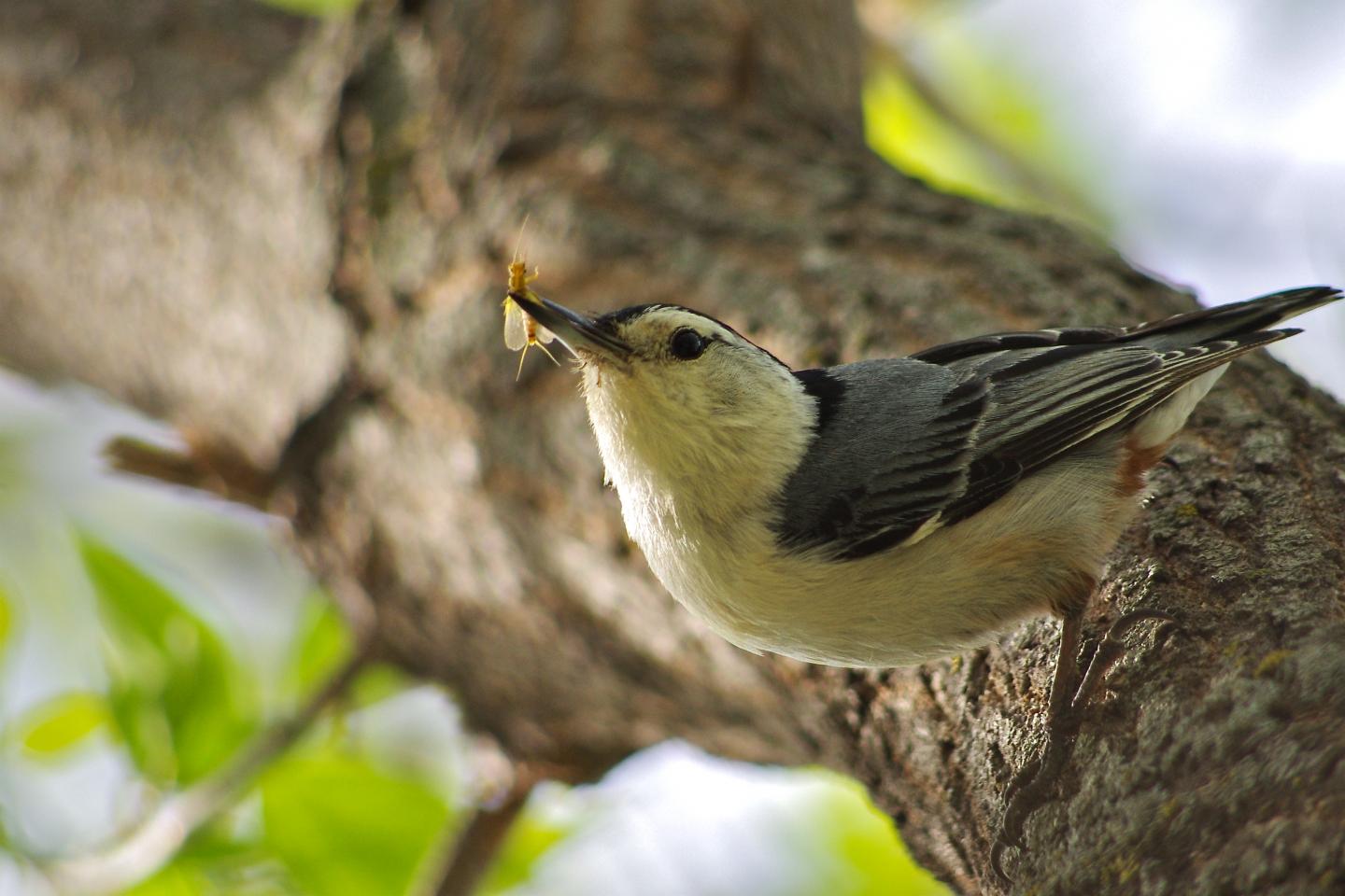 White-breasted Nuthatch