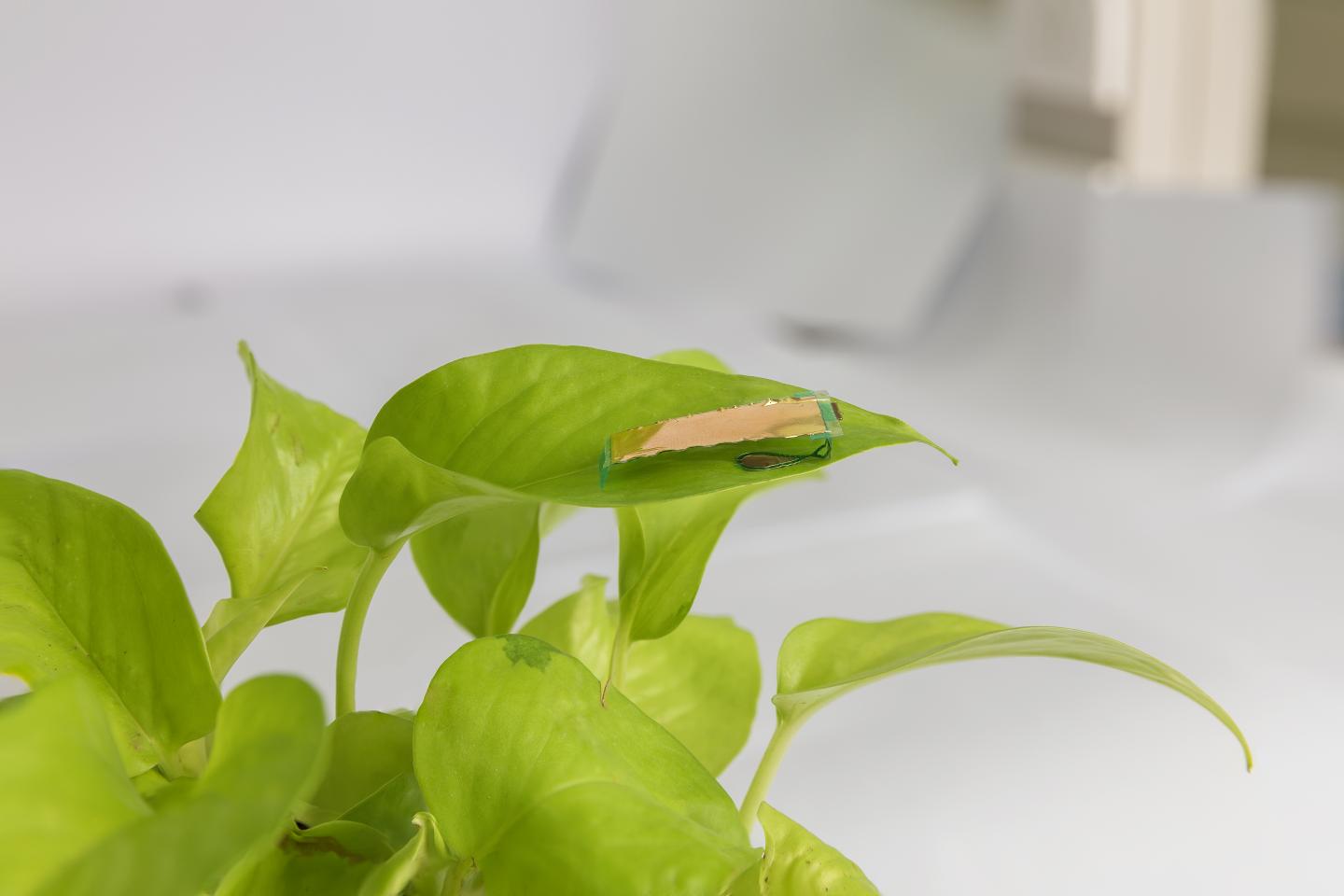 Insect-sized robot on a leaf