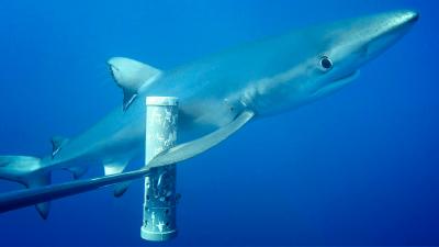 Blue Shark