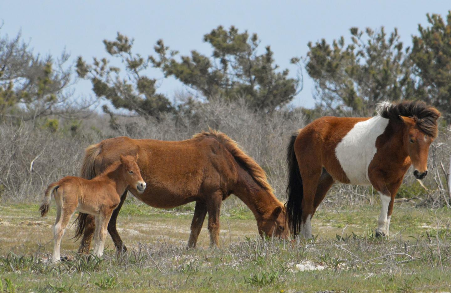 Wild Horses