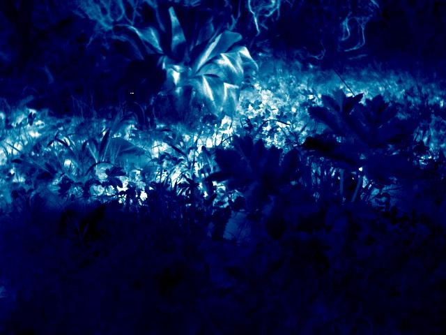 Thermal Traits of a Leaf