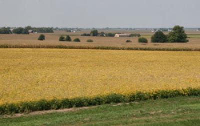 Row Crops in the Midwestern United States in Early Autumn