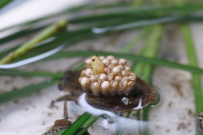 Offspring emerges from the egg on a male’s back