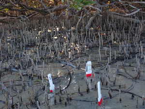 Mangrove roots