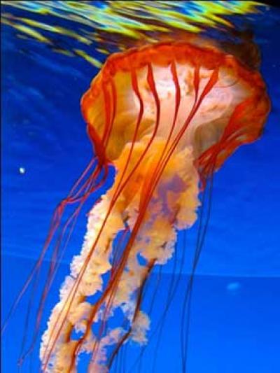 Jellyfish Inspires Biotech Invention