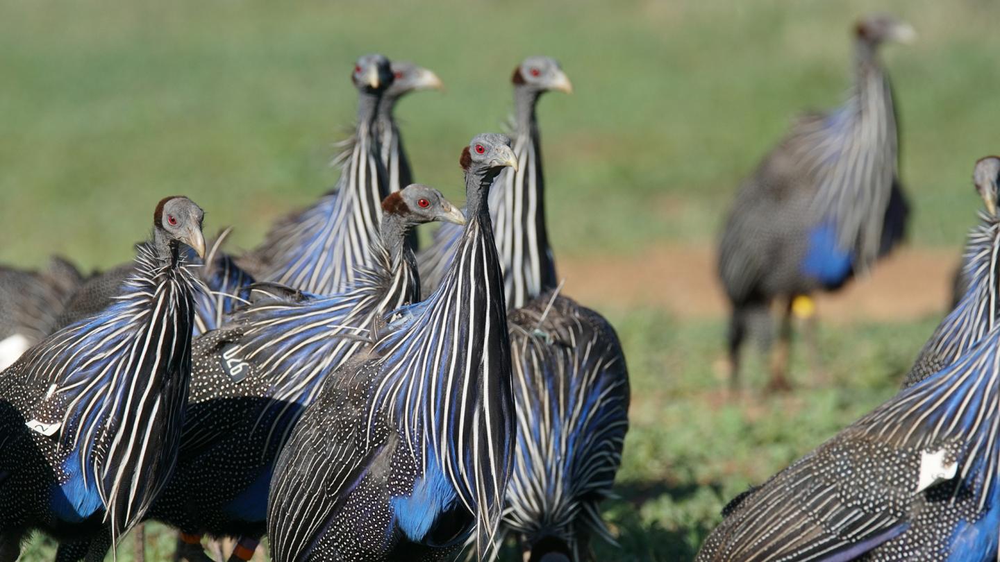 Vulturine Guineafowl (<i>Acryllium vulturinum</i>)