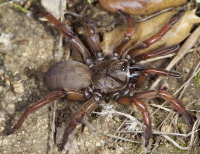 Female Aptostichus atomarius