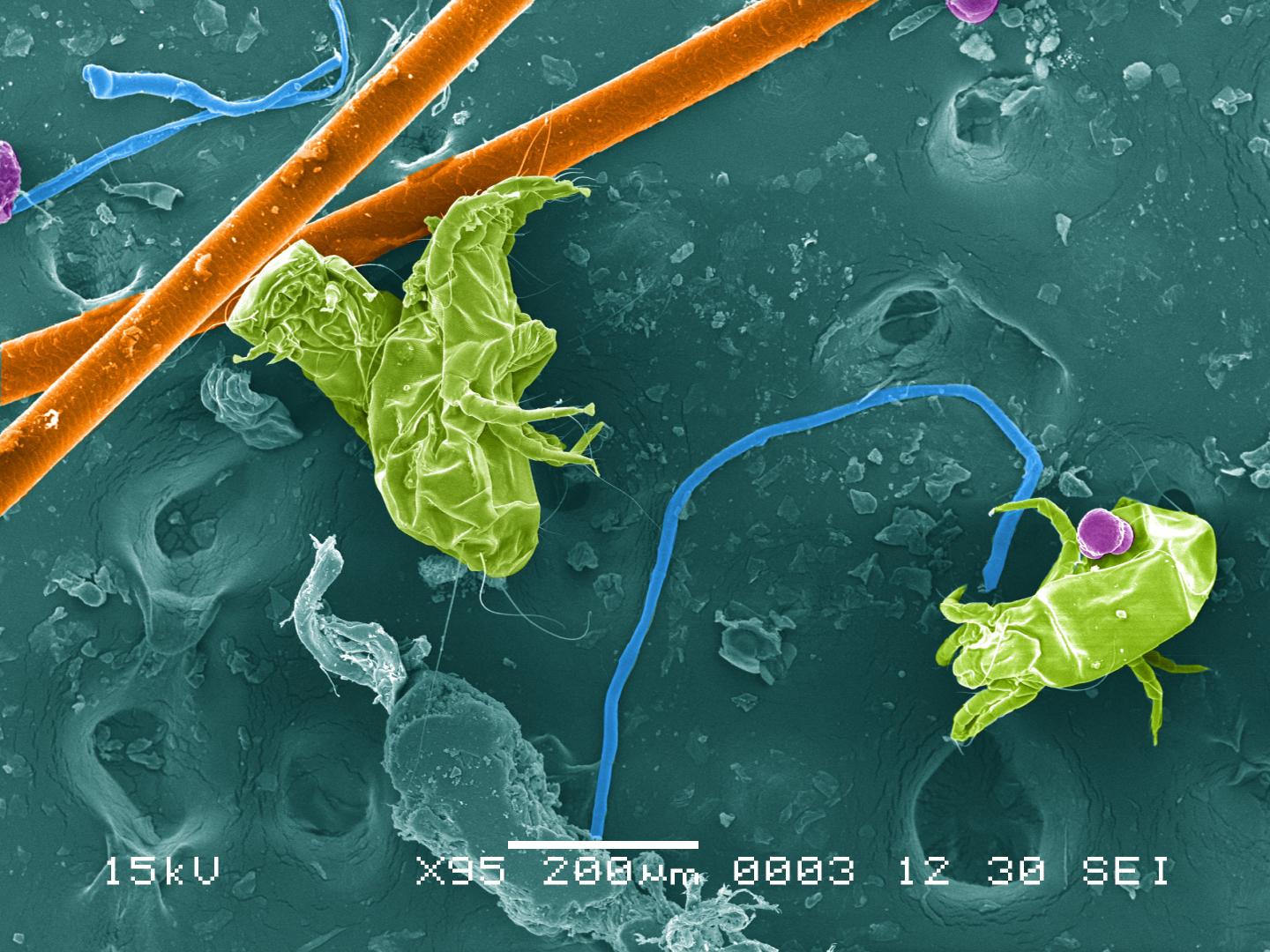 Finding Ecosystems through the Dust in Our Homes