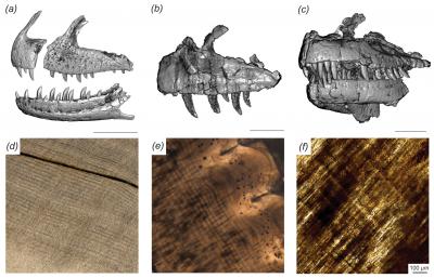 CT-Scanned Isolated Majungasaurus Crenatissimus Teeth
