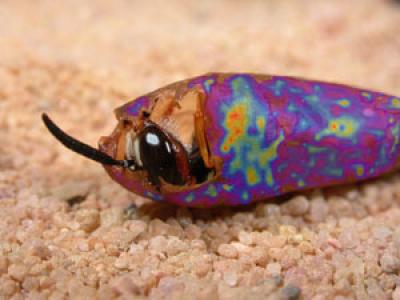 Beewolf Larva with Antibiotics on the Cocoon Surface