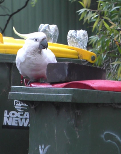 A sulphur crested cockatoo navigates a block on a bin lid