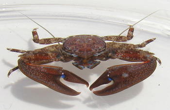 Crab (<I>Petrolisthes eriomerus</I>)