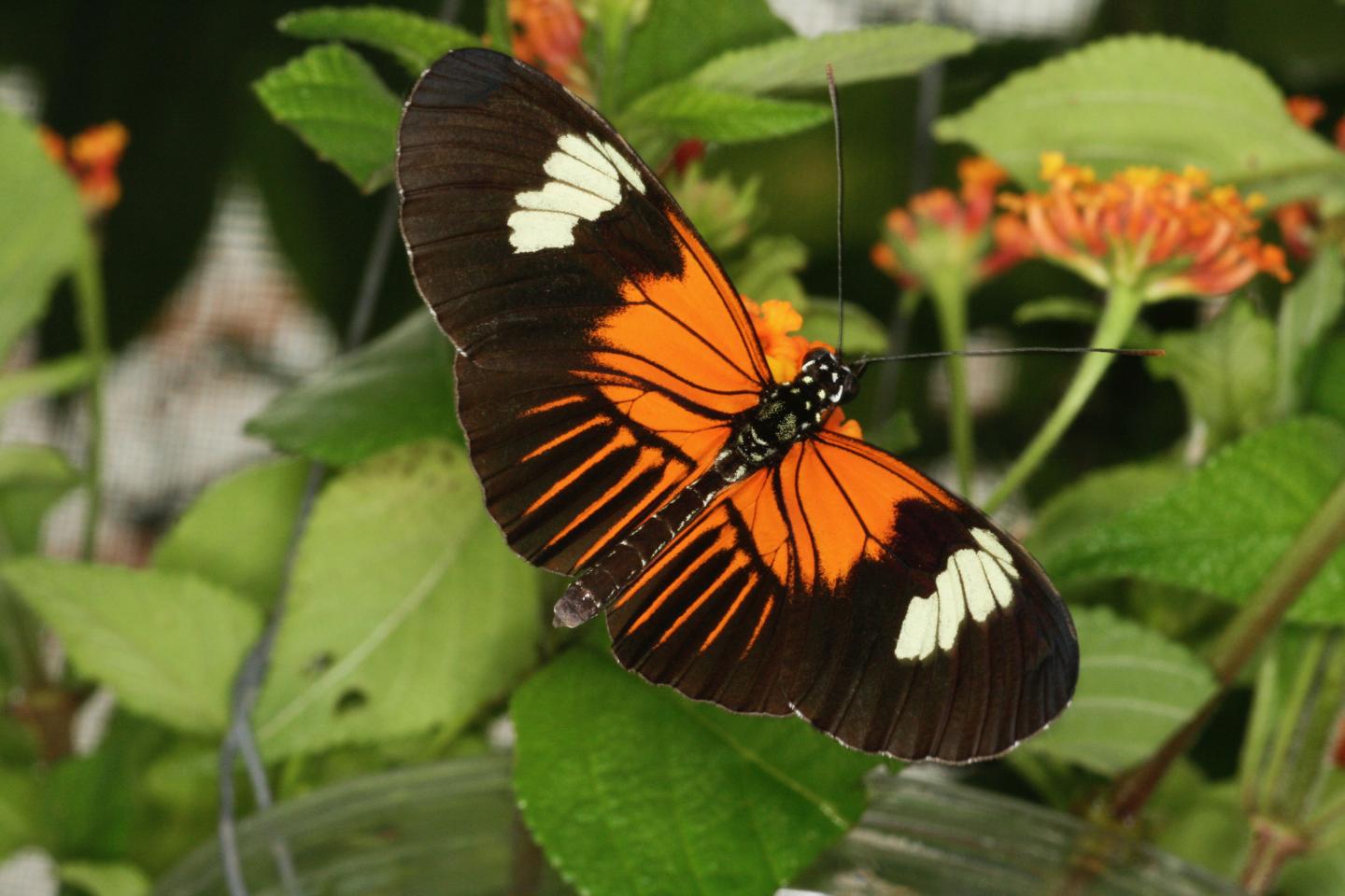 <em>Heliconius melpomene malleti</em>