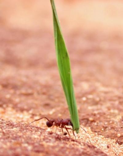 Worker Ant Carrying a Large Piece of Cut Grass