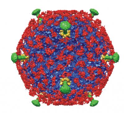 Blood-Clotting Enzyme Calls for Backup Against Adenovirus (1 of 4)