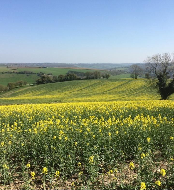 Crop Field