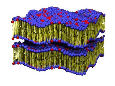 Researchers Watch Lipid Molecules in Motion