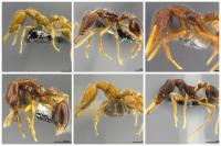 Collage of 6 New Species of Strumigenys Ants