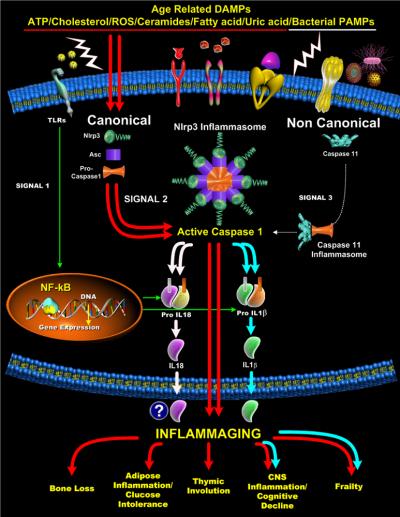 Controlling the Triggers of Age-Related Inflammation Could Extend 'Healthspan'